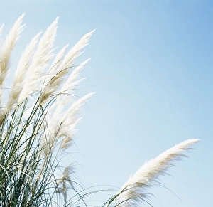 Cortaderia Selloana Drucke: Pampas grass