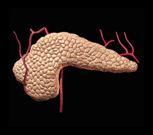 Pancreas Anatomy Drucke: Pancreas