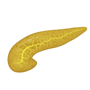 Pancreas Anatomy Drucke: Pancreas, artwork