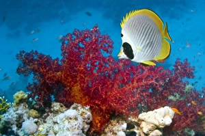 Butterflyfish Species Drucke: Panda butterflyfish