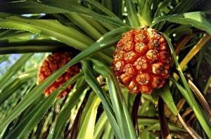 Bilder Datiert 11. Januar 2002: Pandanus-Frucht