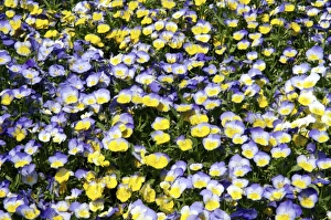 Pansy Flowers Drucke: Pansies (Viola sp. )