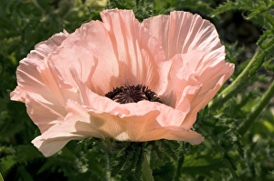 Poppy Flower Images Drucke: Papaver orientale Spring Time