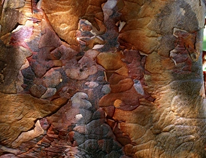 Fall Foliage Images Drucke: Paperbark maple