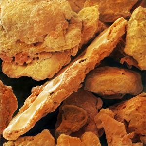 Paprika Spice Drucke: Paprika, SEM