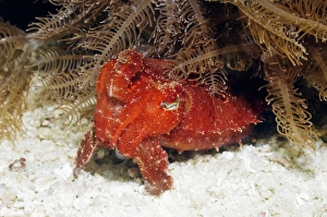 Cuttlefish Camouflage Drucke: Papuan cuttlefish