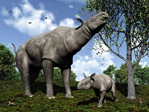 Herbivore Mammals Drucke: Paraceratherium, artwork