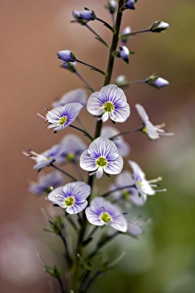 New Zealand Native Plants Drucke: Parahebe Snow Clouds