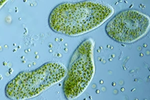 Bilder vom 6. September 2011: Paramezien Protozoen, Lichtmikroskop