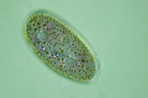 Zelltyp Protozoen, Lichtmikroskopbild