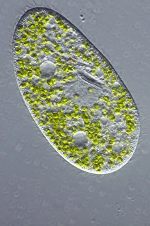 Protozoar Parasit Paramezium Mikroskoplichtbild