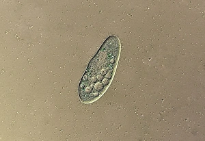 Zelltyp Protozoen, Lichtmikroskopbild