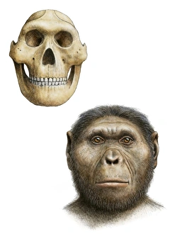 Ancient Human Evolution Drucke: Paranthropus robustus