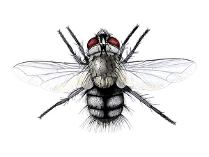 Drucke von Parasatrische Fliege (Phryxe sp.), Kunstwerk Bilder Datiert 2006 Februar: Wurmgarnkeifer