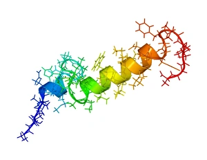 Schilddrüsenhormonmolekül