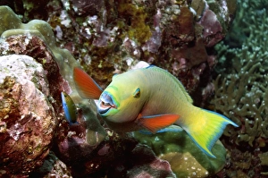 Andaman Sea Drucke: Parrotfish