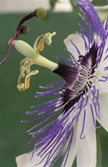 Drucke von Passionsblume ( Passiflora Venus ). Die Passionsschöpfung ist eine tropische Kletterpflanze , die ursprünglich aus Südamerika stammt Bilder Datiert 2004 November: Blume der Leidenschaft