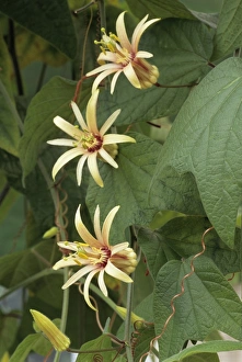 Tropical Plant Drucke: Passionflower