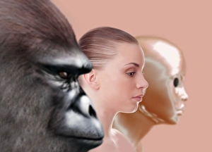 Human Evolution Timeline Drucke: Past and future human evolution, artwork C013 / 9506