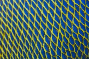 Maldives Marine Life Drucke: Pattern detail of fish scales
