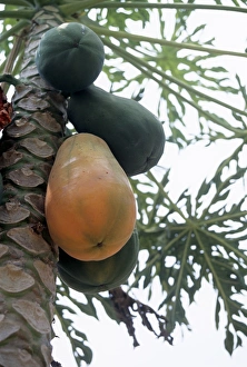 High Protein Food Drucke: Pawpaw fruit