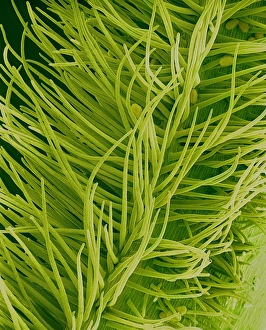 Plant Reproduction Process Drucke: Pea flower pollination, SEM