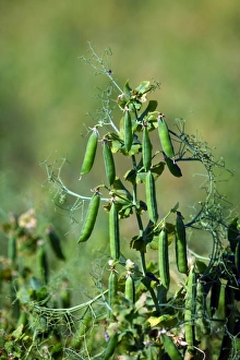 Sweden Flora Drucke: Pea plant