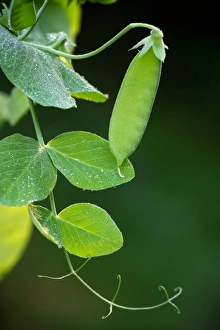 Legume Plant Drucke: Pea pod