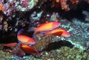 Indo Pacific Fish Drucke: Peach anthias