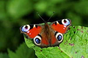 Dorset Wildlife Photos Drucke: Peacock butterfly on a leaf