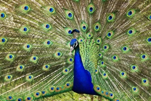 Pfau zeigt sich an