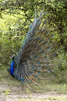 Colourful Birds Drucke: Peacock displaying C017 / 3776