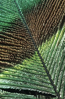 Peacock Feather Drucke: Peacock feather