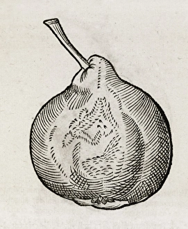 Vintage Fruit Photography Drucke: Pear, 16th century