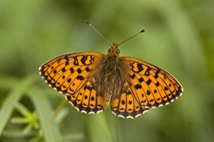 Lepidoptera Species Pictures Drucke: Pearl-bordered fritillary