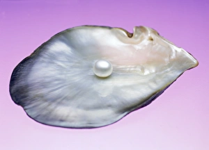 Drucke von Perlen in einer Schale. Perlen sind Akkretionen von Nuss (Kalkcarbonat) geheimnisvoll durch bestimmte Muscheln und Meerschweinchen abgegeben Bilder Datiert 2003 Mai: Perle im Schalen