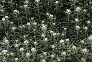 Wildflower Photography Nature Drucke: Pearly everlasting
