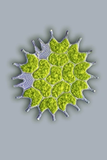 Light Microscopy Images Drucke: Pediastrum green algae, light micrograph