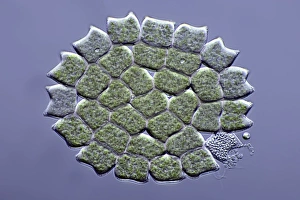 Bilder Datiert 31. Oktober 2012: Grüner Pediastrum-Algen, Mikrograf