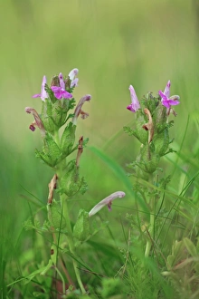 European Plant Photography Drucke: Pedicularis sylvatica flowers