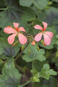 Pelargonium Species Drucke: Pelargonium The Boar