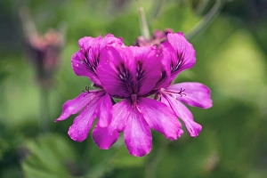 Summer Blooming Perennials Drucke: Pelargonium cucullatum