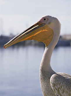 Pelican Bird Drucke: Pelican