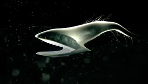 Deep Sea Fish Drucke: Pelican eel