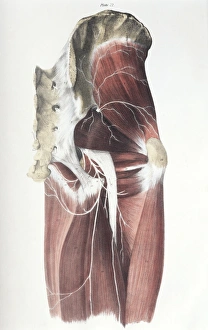 19th Century Anatomy Art Drucke: Pelvic spinal nerves