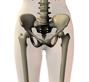 Human Body Skeletal System Drucke: Pelvis