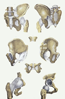 Drucke von Die Knochen des Beckens und Sehnenbanden. Historische anatomische Kunstwerke der Knochen des Beckens (gelb) und Sehnenbanden (weiß) Bilder Datiert 2005 Januar: Bielgewebe und Wirbelsäulenbeine