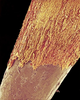 Coloured Scanning Electron Microscopy (SEM) Drucke: Pencil tip, SEM