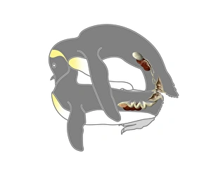 Drucke von Pinguine Paarung, Kunstwerk. Die Pinguine genetische Organe werden hier gezeigt, mit dem männlichen auf der Spitze und der weiblichen unterhalb davon Bilder Datiert 2011 Juli: Pengüinen Paarungsverhalten als Kunstwerk