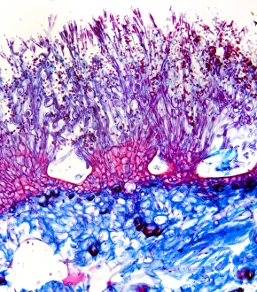 Bilder Datiert 1. Februar 2012: Pilzmodell, Lichtmikroskopbild